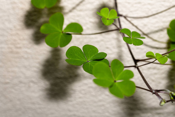 Three-leaf clovers together and none of four leaves forming a green background with different shades referring to luck or bad luck. Mention of spring, flowering and colored backgrounds. - Photo, Image