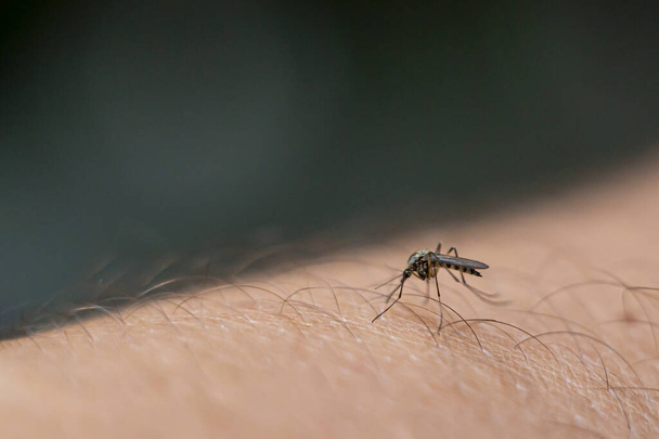 Sivrisinek insan derisini kazıyor ve şarkı söylüyor kan, bulanık, yumuşak odaklanma - Fotoğraf, Görsel