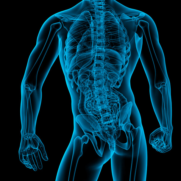Чоловічий Анатомія
 - Фото, зображення