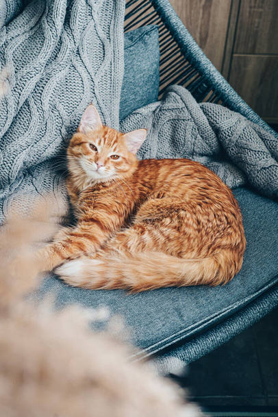Cute ginger cat is lying on armchair at home - Valokuva, kuva