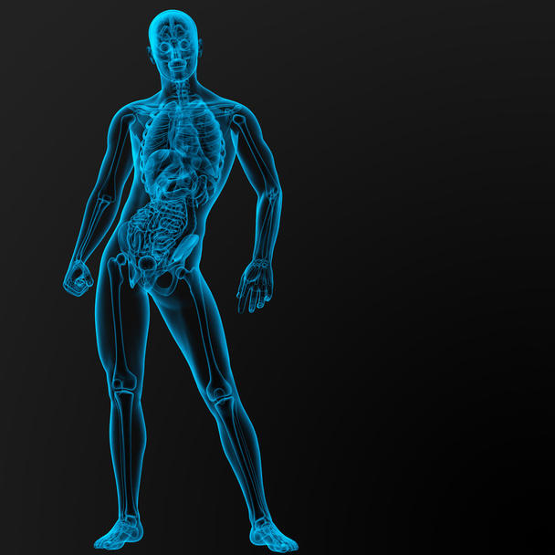 Anatomia masculina
 - Foto, Imagem