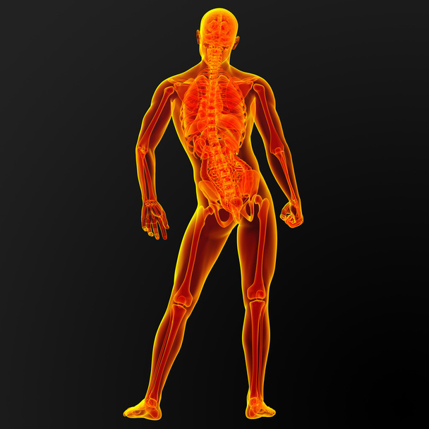 male anatomy - Photo, Image