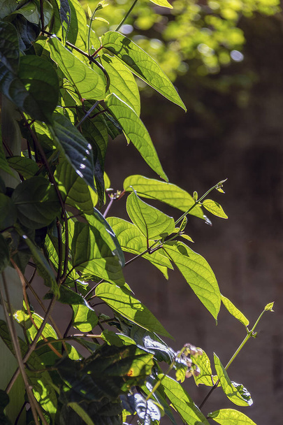 Duvarda büyüyen sarmaşık yaprağı. Kalp şeklinde sarmaşık yaprakları. Philodendron. Doğa. Dekorasyon - Fotoğraf, Görsel