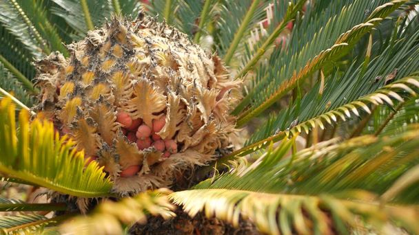 Cycad páfránylevelek az erdőben, Kalifornia USA. Zöld friss lédús természetes botanikai levelezés. Encephalartos vagy zamiaceae dioon tenyér buja lombozat. Trópusi dzsungel esőerdő hangulat kert tervezés - Fotó, kép