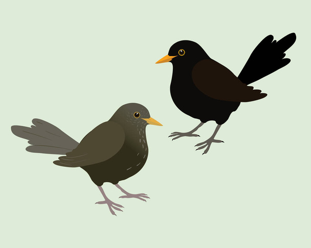 Una ilustración de dos mirlos. Es un macho y una hembra y el fondo es verde pálido. El pájaro está cortado. - Vector, imagen