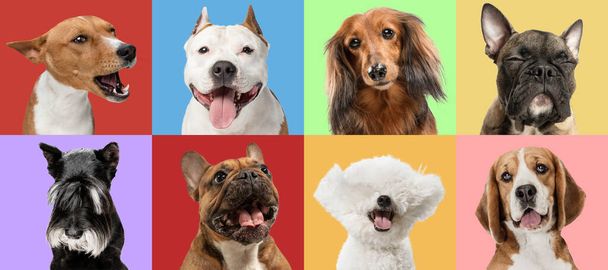 Porträts vieler niedlicher lächelnder reinrassiger Hunde, groß und klein, isoliert über bunten Studiohintergrund. - Foto, Bild