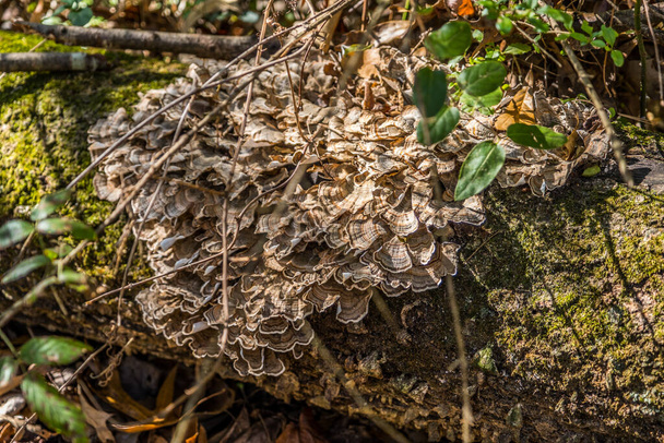 Pilz, der auf einem umgestürzten Baumstamm wächst, auch Truthahnschwanz genannt, weil das bunte Muster und die Form Nahaufnahme in den Wäldern an einem sonnigen Tag - Foto, Bild