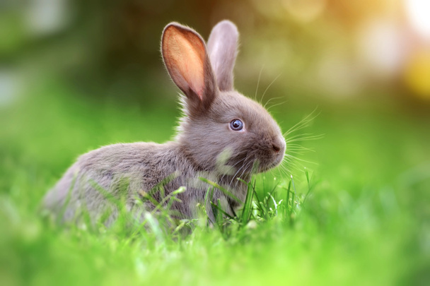 Кролик у траві
 - Фото, зображення