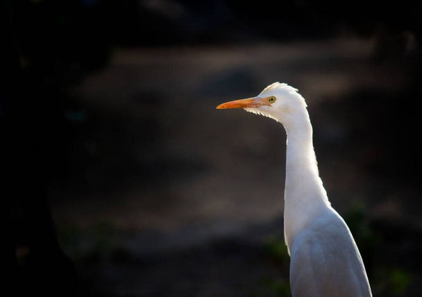 Bubulcus ibis Or Heron Or Powszechnie znany jako Bydło Egret jest kosmopolitycznym gatunkiem czapli występującym w tropikach, subtropikach i strefach umiarkowanie ciepłych. Jest jedynym członkiem monotypowego rodzaju Bubulcus.,  - Zdjęcie, obraz