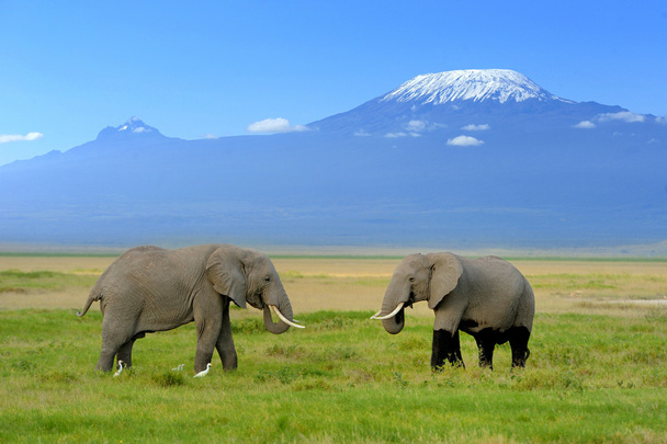 Elefánt - Fotó, kép