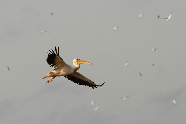 Великий пеликан в теплых тонах на рассвете
 - Фото, изображение