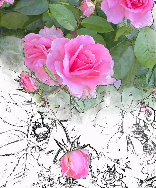 Ροζ τριαντάφυλλα με φύλλα και περίγραμμα στοιχεία σε λευκό φόντο  - Διάνυσμα, εικόνα