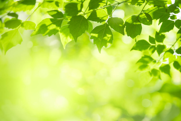 Schöne Natur Ansicht grünes Blatt auf verschwommenem Grün Hintergrund unter Sonnenlicht mit Bokeh und Kopierraum als Hintergrund natürliche Pflanzen Landschaft, Ökologie Tapete Konzept. - Foto, Bild