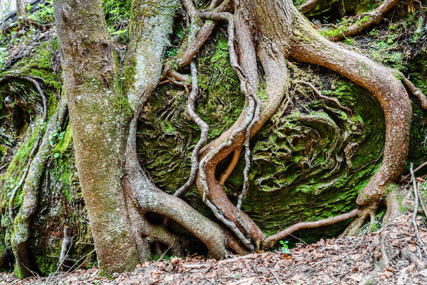 ケンタッキー州のレッドリバー渓谷地質地域の木の根と砂岩の形成 - 写真・画像