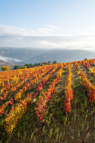 Colorido paisaje otoñal de la región vinícola más antigua del mundo Valle del Duero en Portugal, diferentes variedades de vides que crecen en viñedos en terrazas, producción de vino de Oporto tinto, blanco, rubí y tawny. - Foto, imagen