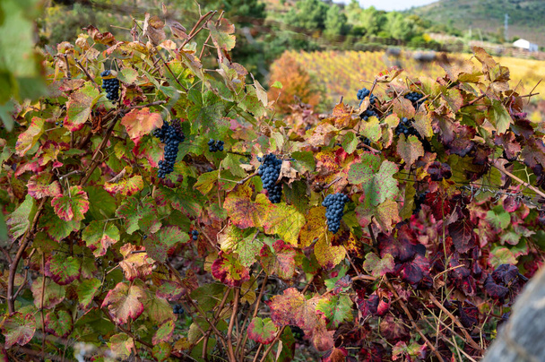 Kolorowy jesienny krajobraz najstarszego regionu winiarskiego w światowej dolinie Douro w Portugalii, różne odmiany winorośli rosnące na tarasowych winnicach, produkcja czerwonego, białego, rubinowego i tawnego wina portowego. - Zdjęcie, obraz