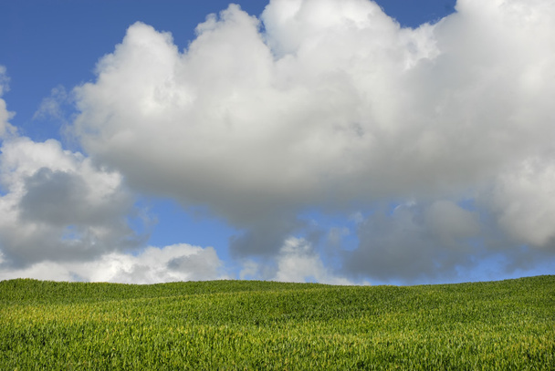 Azorit maissipelto s miguel saarella
 - Valokuva, kuva