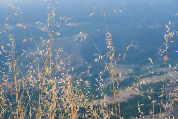 A selective focus shot of plants growing on a hill - Foto, afbeelding