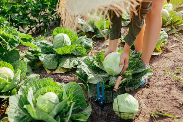 Young woman gardener picking cabbage in summer garden putting vegetable crop in basket. Organic vegetables harvest. Healthy food - Photo, Image
