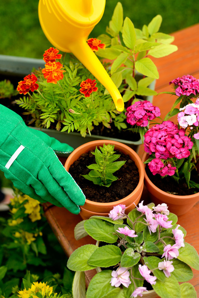 Hands in green gloves plant flowers in pot - Photo, Image