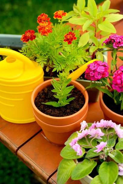 Vasos de flores e pote de rega no jardim verde
 - Foto, Imagem