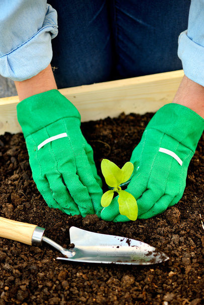 クローズ アップ手の手袋の芽を植えること - 写真・画像