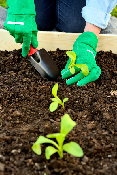 Close-up hands in gloves planting sprout - Foto, Bild