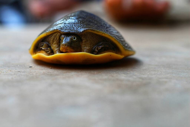 mooie zachte schaal schildpad in de hand in mooie wazige achtergrond - Foto, afbeelding