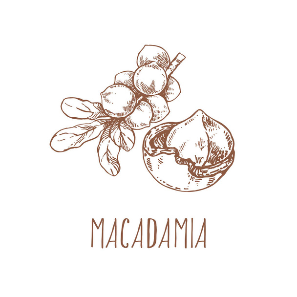 Hand drawn vector macadamia nut core branch - Вектор,изображение