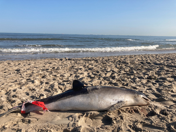 Scena tragica di una focena portuale portata a riva su una spiaggia - Foto, immagini
