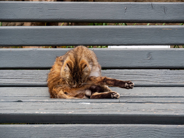 Un gato callejero tricolor lame, lava y se limpia en un banco gris. Un mestizo, felino callejero en el resort. - Foto, imagen