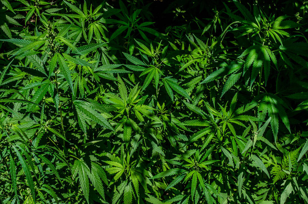 zielony medyczny krzak marihuany, widok z góry marihuany - Zdjęcie, obraz