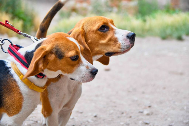 Un simpatico piccolo cucciolo beagle con sua madre all'aperto. Beagle cani in una giornata estiva soleggiata - Foto, immagini