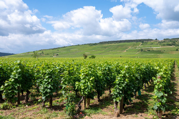 Zelená Grand Cru a premier Cru vinice s řadami Pinot Noir vinných hroznů v Cote de nuits, výroba slavného červenobílého burgundského vína v Burgundské oblasti východní Francie. - Fotografie, Obrázek