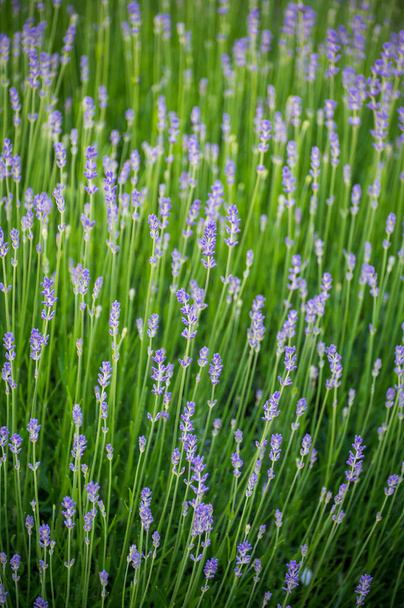 Seasonsl flor violeta de lavanda planta aromática no jardim de verão close up, natureza fundo floral - Foto, Imagem