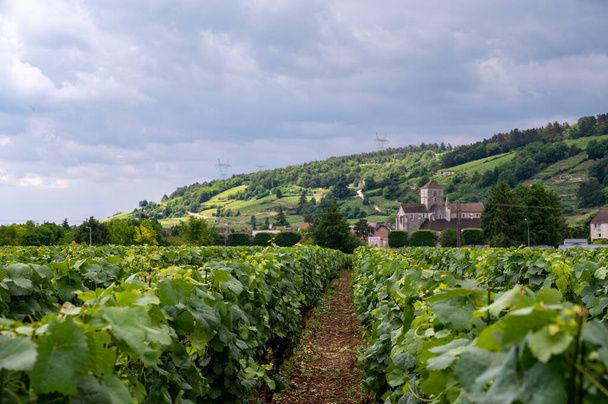 Cote de nuits 'deki Pinot noir üzüm bitkileriyle birlikte yeşil büyük cru ve başlıca cru üzüm bağları, Doğu Fransa' nın Burgundy bölgesinde ünlü kırmızı ve beyaz Burgundy şarabı üretiyorlar.. - Fotoğraf, Görsel