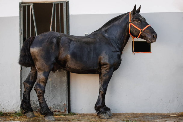 Portret całego ciała pięknego czarnego konia bretońskiego z uzdę z kolorami Hiszpanii - Zdjęcie, obraz