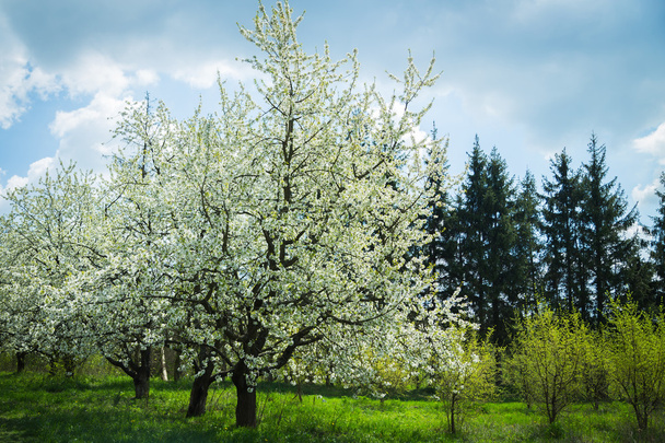 zelený Les s kvetoucími stromy - Fotografie, Obrázek