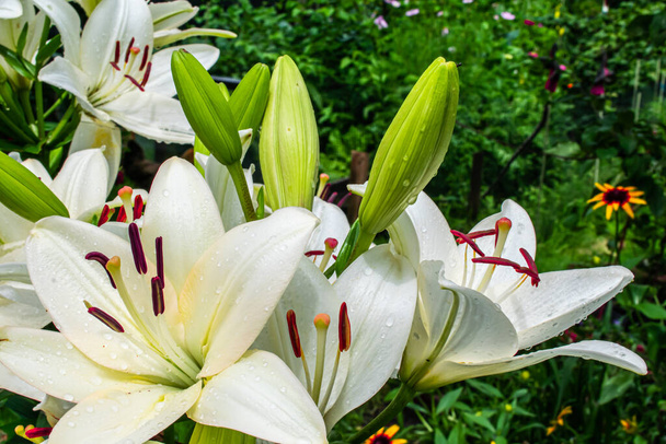 lily flowers in a summer garden in macro photos - Photo, Image