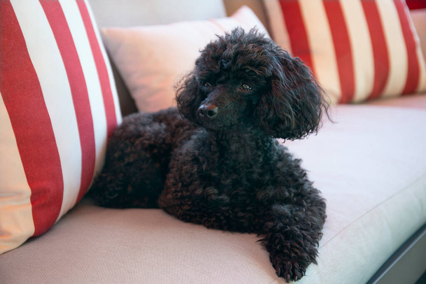 Beautiful black Toy Poodle resting on a outdoor sofa - Photo, Image