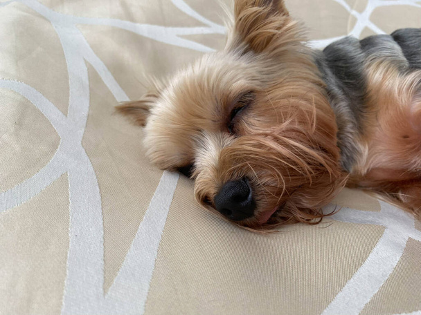 Un petit beau chien moelleux, animal domestique, Yorkshire Terrier avec un visage joyeux avec de grands yeux noirs et une langue tendue repose endormi sur le lit. - Photo, image