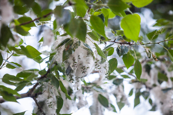 Rama de álamo con pelusa y hojas - Foto, Imagen