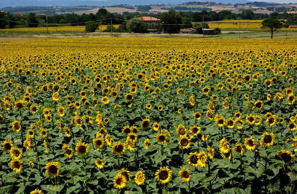 Auringonkukan kentät Toscanassa Toscanan maisemassa  - Valokuva, kuva