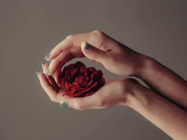 female hands with red rose - Fotó, kép