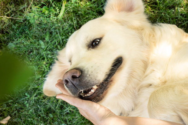 happy golden retriever lying on his back on the lawn and smiling. - Foto, afbeelding