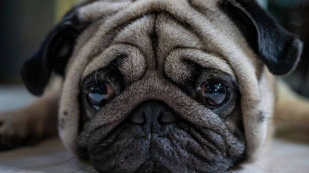 Close-up zdjęcie Pug dog.Pug pies patrząc w aparat fotograficzny z nieruchomym wyrazem twarzy. - Zdjęcie, obraz