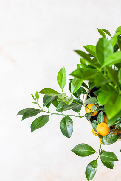 Little citrus tree or calamondin with lush green leaves and bright orange fruit in a pot. Orange, mandarin or tangerine tree. Concept of home gardening. - Foto, immagini