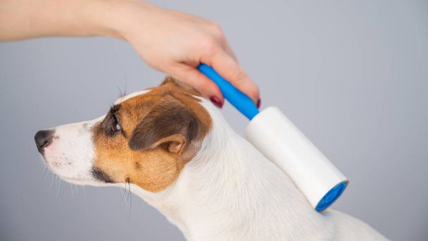 A woman uses a sticky roller to remove hair on a dog - Foto, Imagem