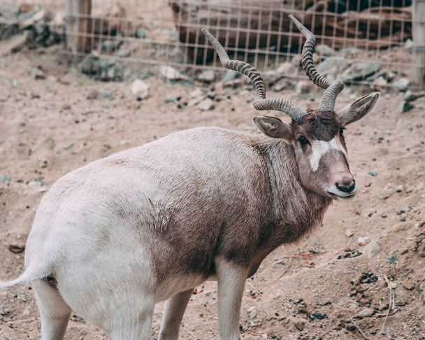 A closeup shot of a horned Addax in a zoo - Foto, afbeelding