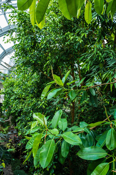Tropical plants in the garden - Foto, imagen